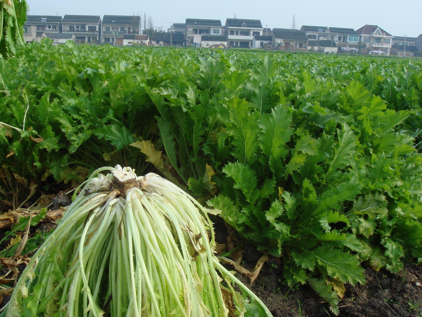 中国十大好吃咸菜,十大最好吃咸菜