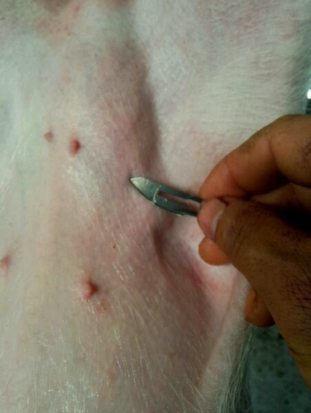 小公猪漏肠技术,小公猪漏肠最简单的处理方法