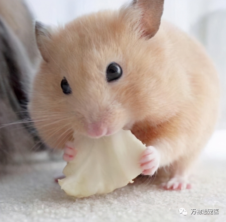 网上买的金丝熊刚到会有疾病吗,金丝熊常见疾病