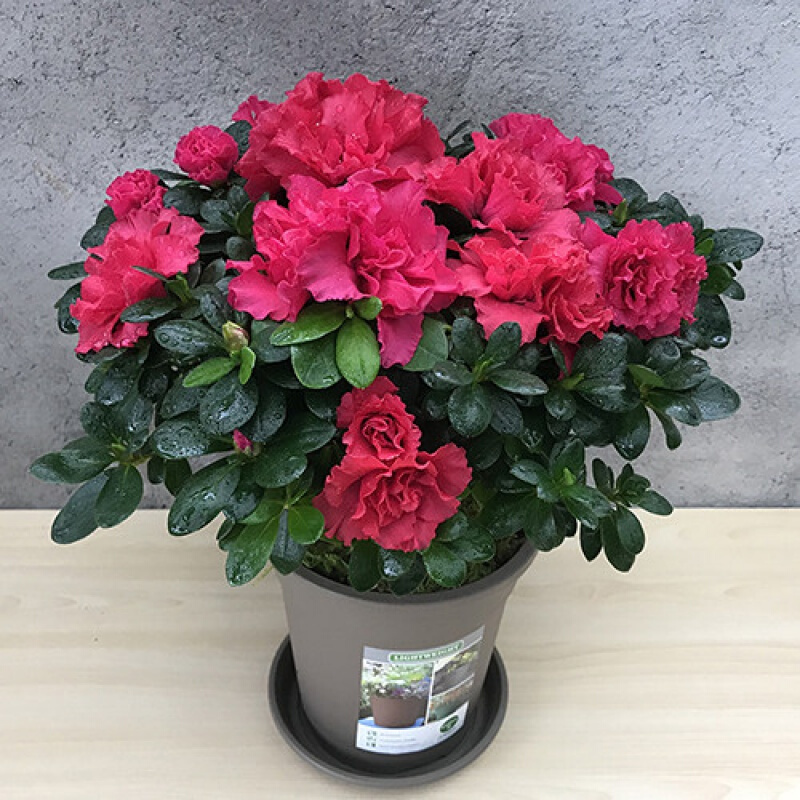 好养的盆栽花卉排名前十,盆栽花比较好养的有哪些