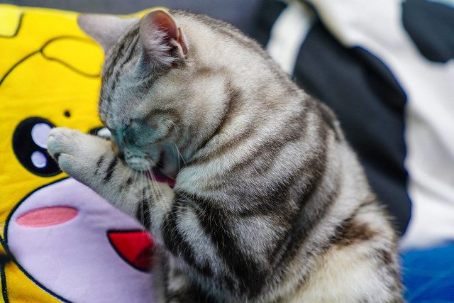 铲屎官进阶篇：猫咪常见病症及治疗方法，不再无从下手