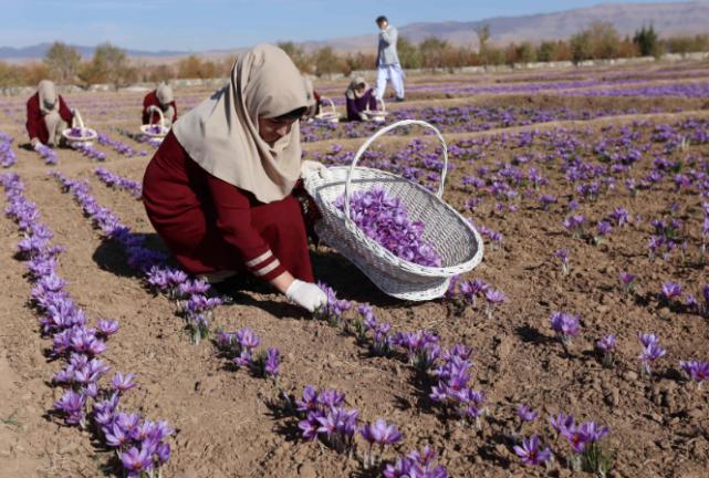 最昂贵的西红花,西红花为什么独贵