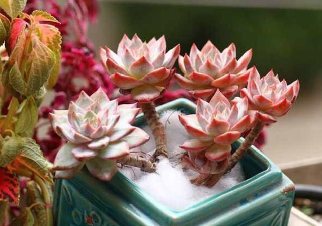 这些多肉因颜值入坑,什么系的多肉颜值高皮实好养