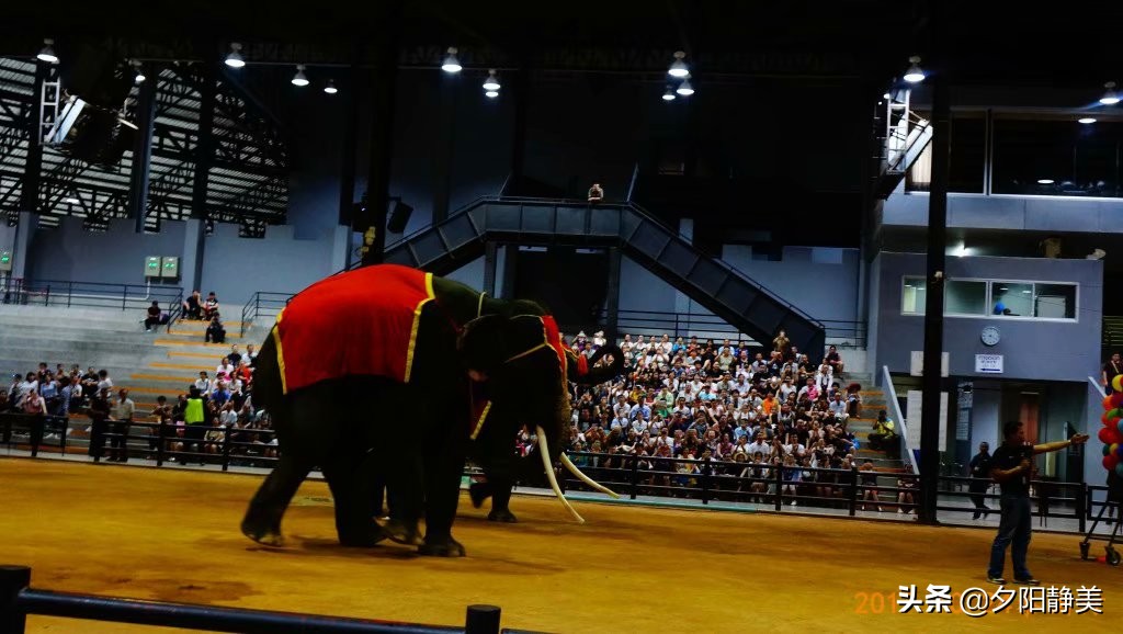 泰国芭提雅东芭乐园视频,芭提雅东芭乐园游玩攻略