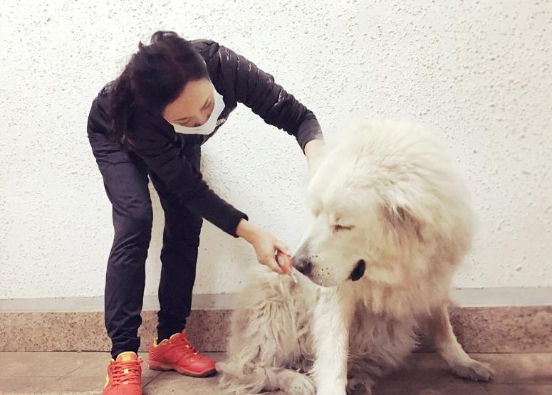 宠物好消息,狗狗好事来了怎样让它早点消失