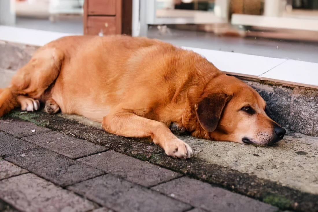 狗狗到了夏天中暑一直喝水怎么办,狗狗中暑后腿无法站立舌头发白