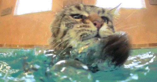 猫咪特别怕水是不是就不能洗澡,不怕洗澡的猫咪