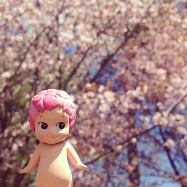 北海道赏樱住宿,北海道赏樱手册