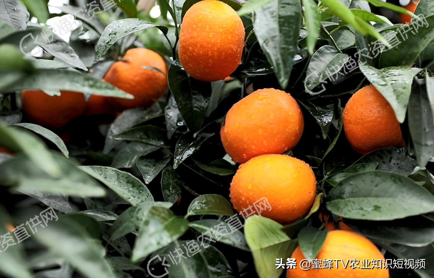 柑橘无法自然着色自然增甜,柑橘快速增甜着色方法有哪些