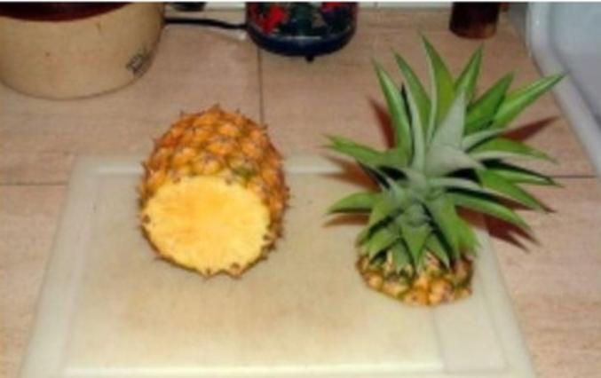 两分钟教你学会种菠萝,菠萝地该怎么种才能种出一棵菠萝