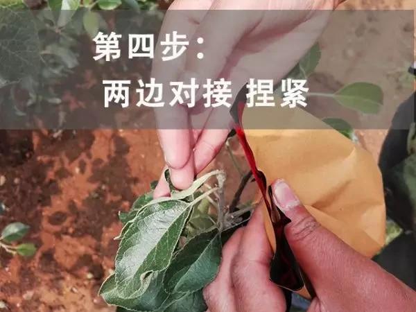 苹果套袋前打什么杀菌药好,苹果套袋的正确方法
