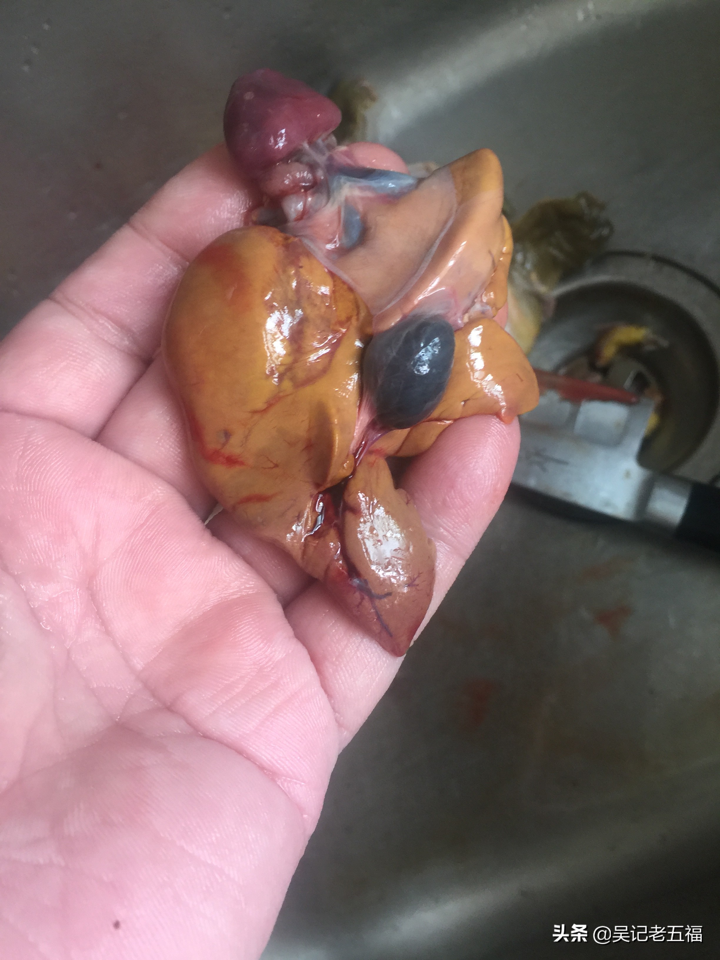 甲鱼排骨做法红烧,大师的菜红烧甲鱼