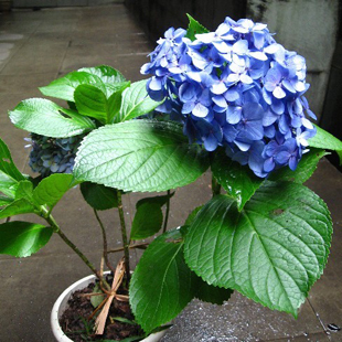 夏天到了5种花要少浇水,最不怕浇水的5种花