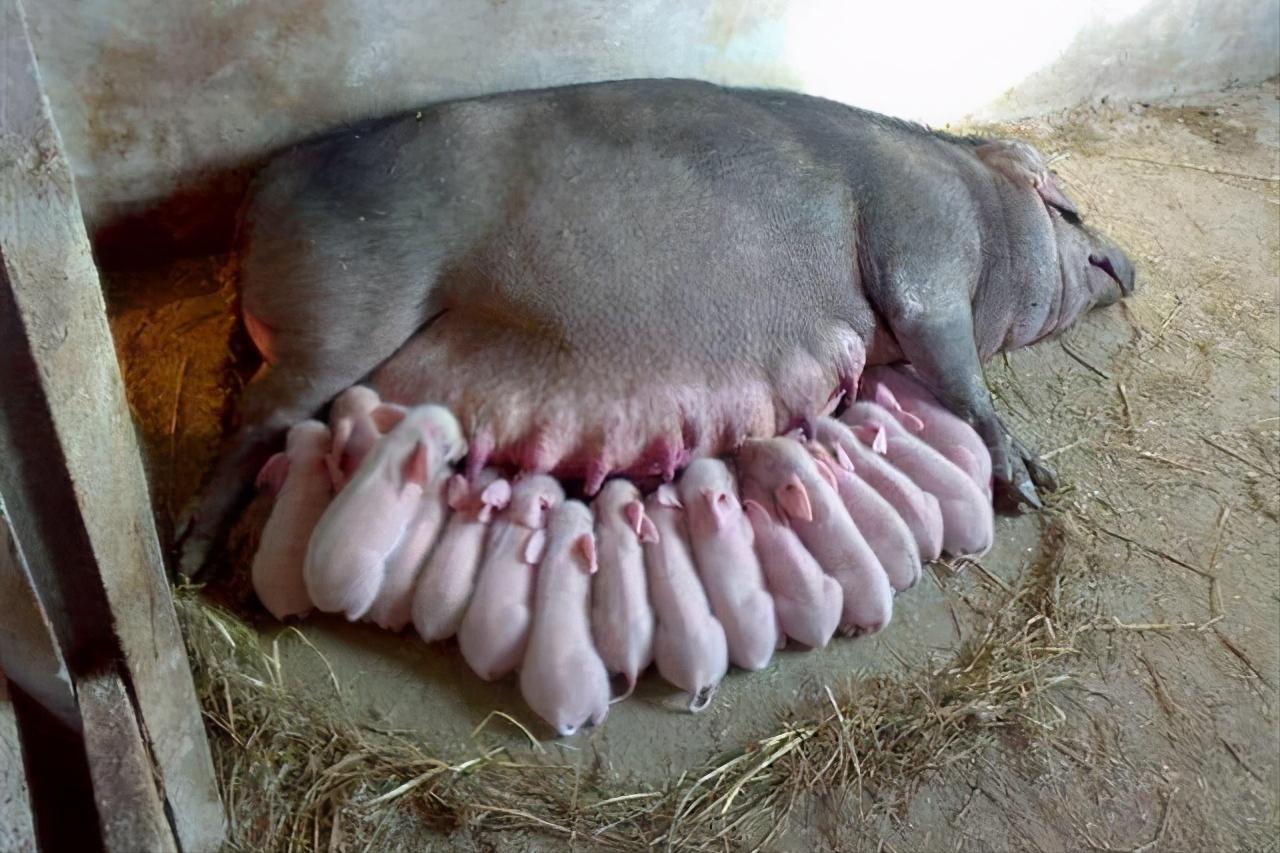 母猪必备的三种药,养猪母猪必备药