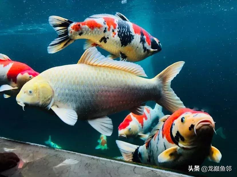 锦鲤饲料育成和增体如何搭配,锦鲤专用饲料配方大全