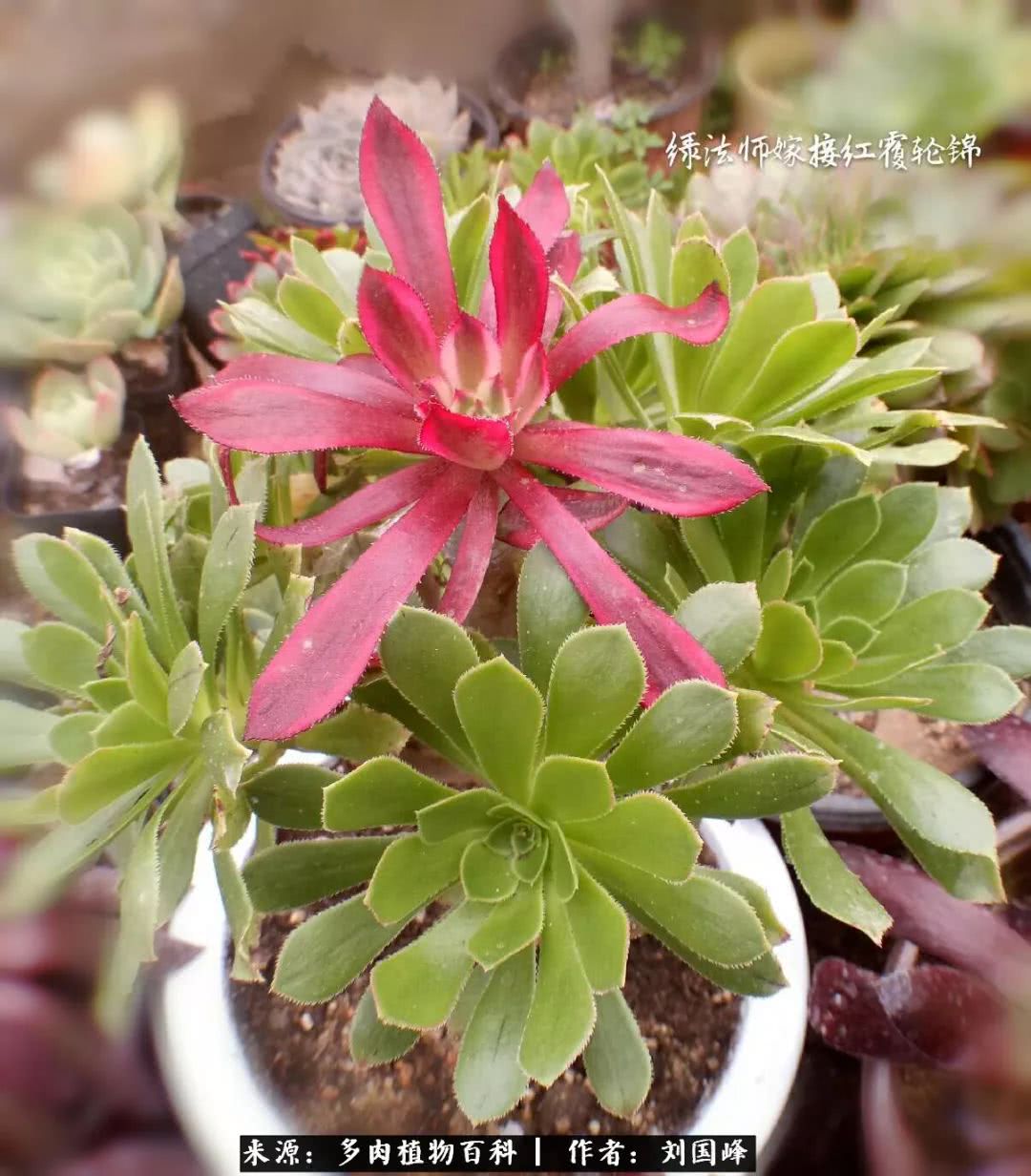 七百元打造的多肉王国，你还缺什么？