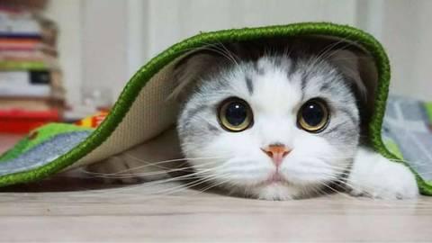 “小特务宝宝”和大爷对暗号火了,内心:队长别开枪,是我