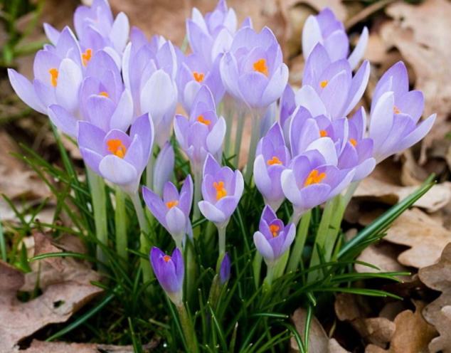 藏红花开花样子,藏红花有开黄色的花吗