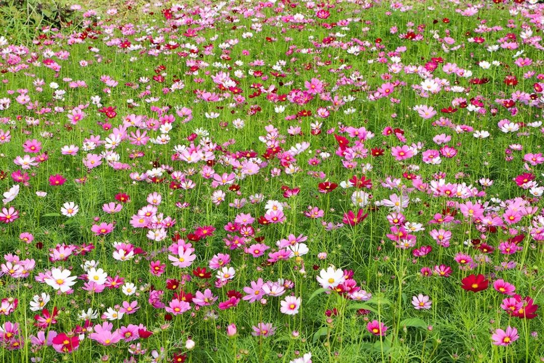走在乡间小路观赏田园风光体验,看田园风景品乡间生活尝农家美食
