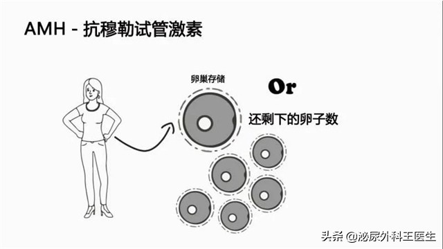 没遇上卵子的精子，最终会去哪里？