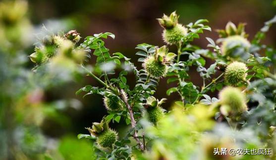 梨的种植与价值,梨的亩产及收益
