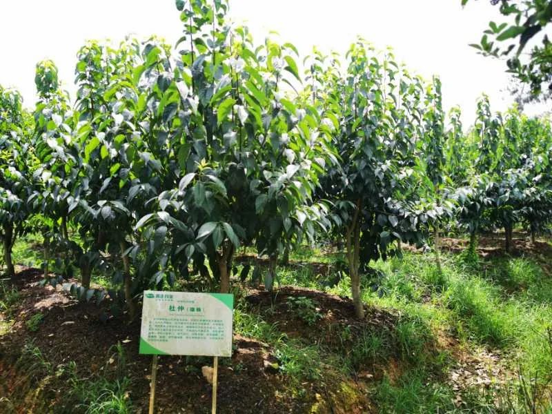 江枫千帆,江枫遇见邀月