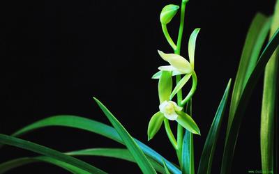 花草*局骗**幽兰自怜何人知