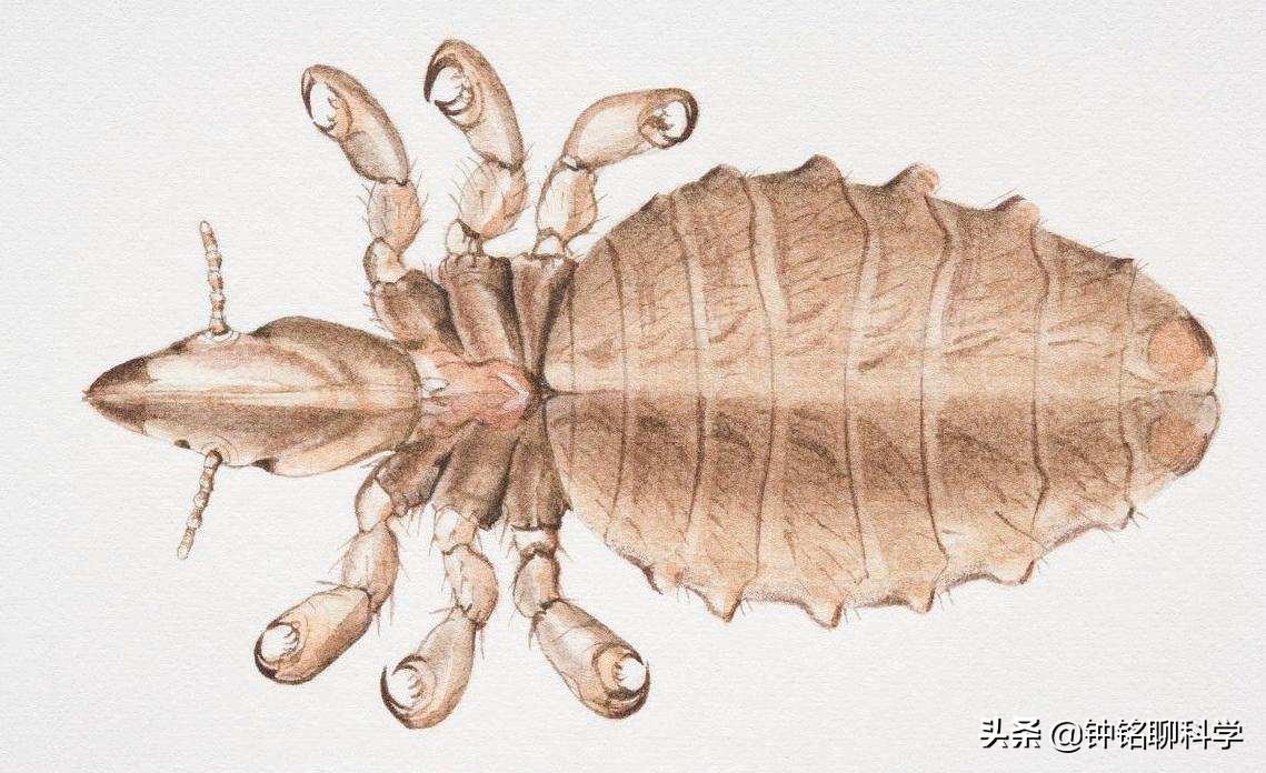 人类虱子的进化史,虱子与人类进化