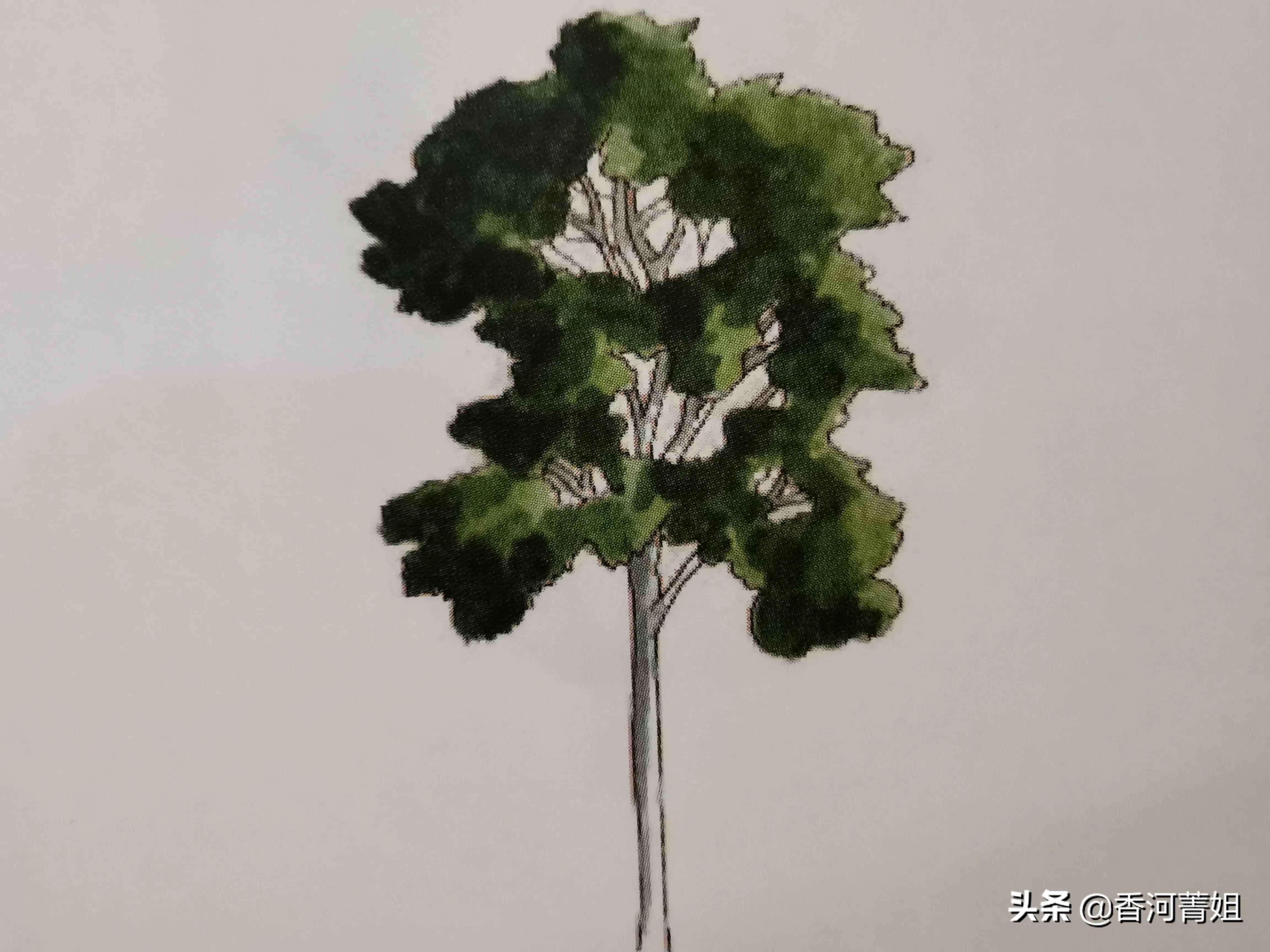 白盾籽木～苦楝树（硬木）