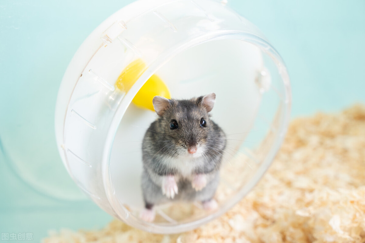 仓鼠新手养什么品种,最适合新手养的仓鼠排行