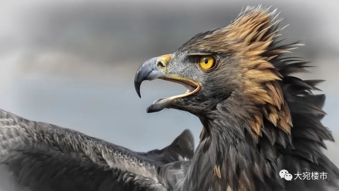 在南阳买房的五个真相,南阳买房的真实感受