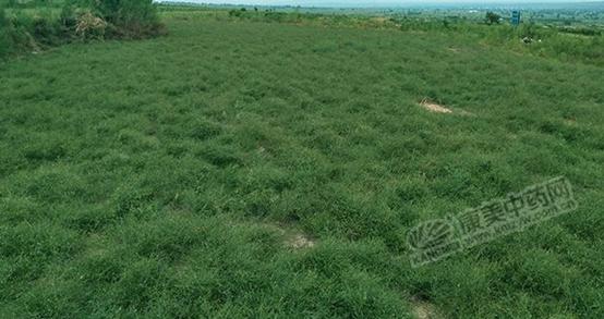 目前哪些中药材市场前景看好,市场紧缺的中药材有哪些品种