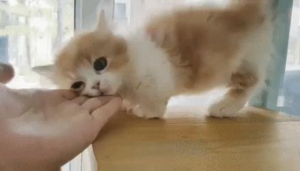 3个月的布偶猫怎么培养性格,怎么培养小猫有猫德