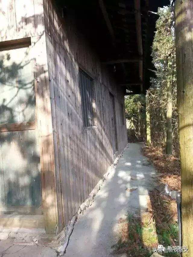 大山深处，两个女子带着一条黄狗，守护着万亩生态林