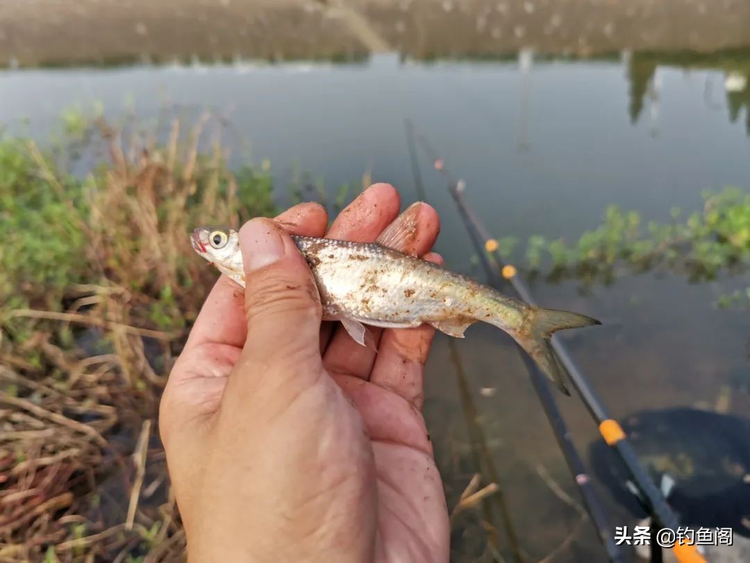 小杂鱼到底能长多大,小杂鱼长得比你想象中的大