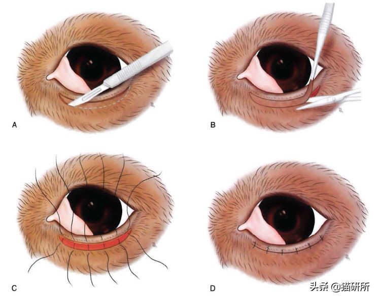 猫眼睑内翻是先天性的吗,猫眼睑内翻保守治疗