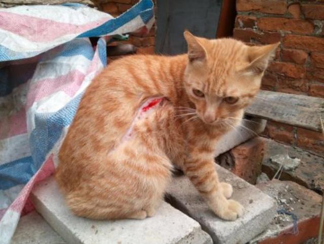 猫咪意外造成的内脏出血会自愈吗,猫咪受伤小便出血