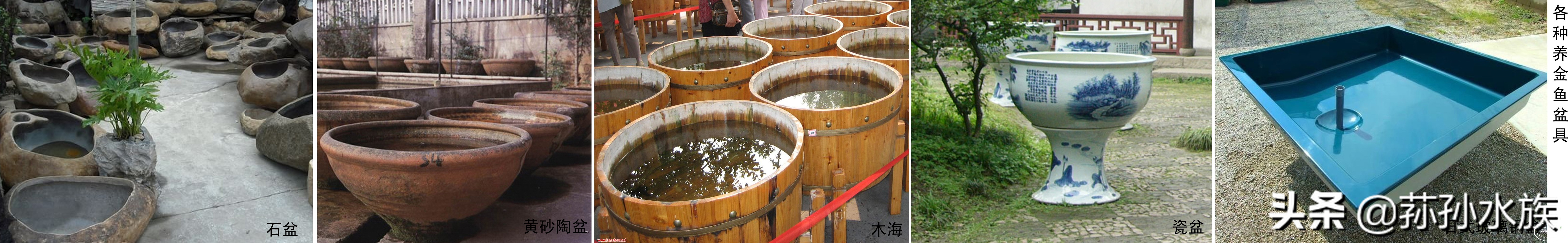 古法养金鱼全攻略,古法养金鱼开缸