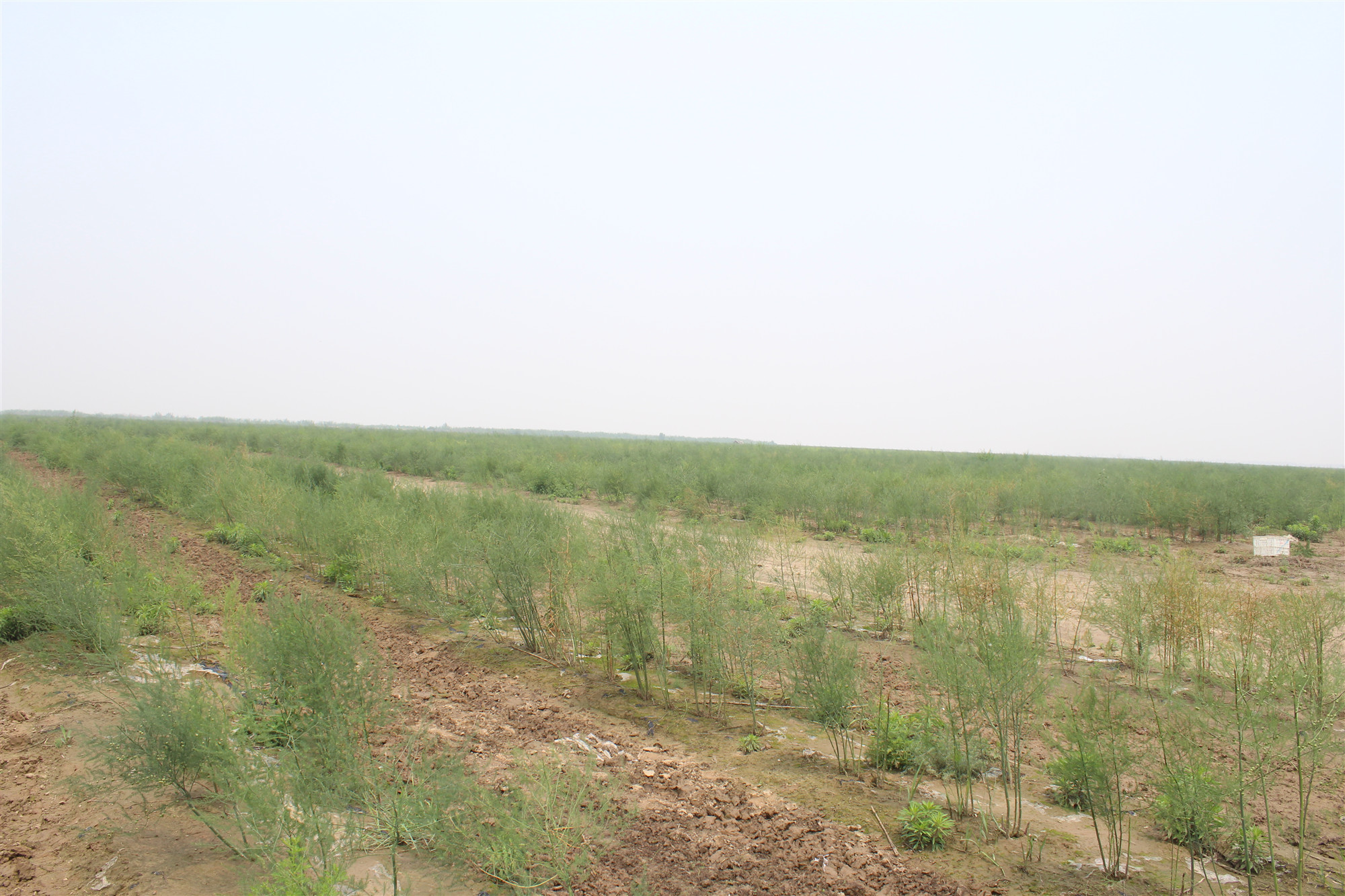 野生石刁柏图片大全,石刁柏果实的功效与作用