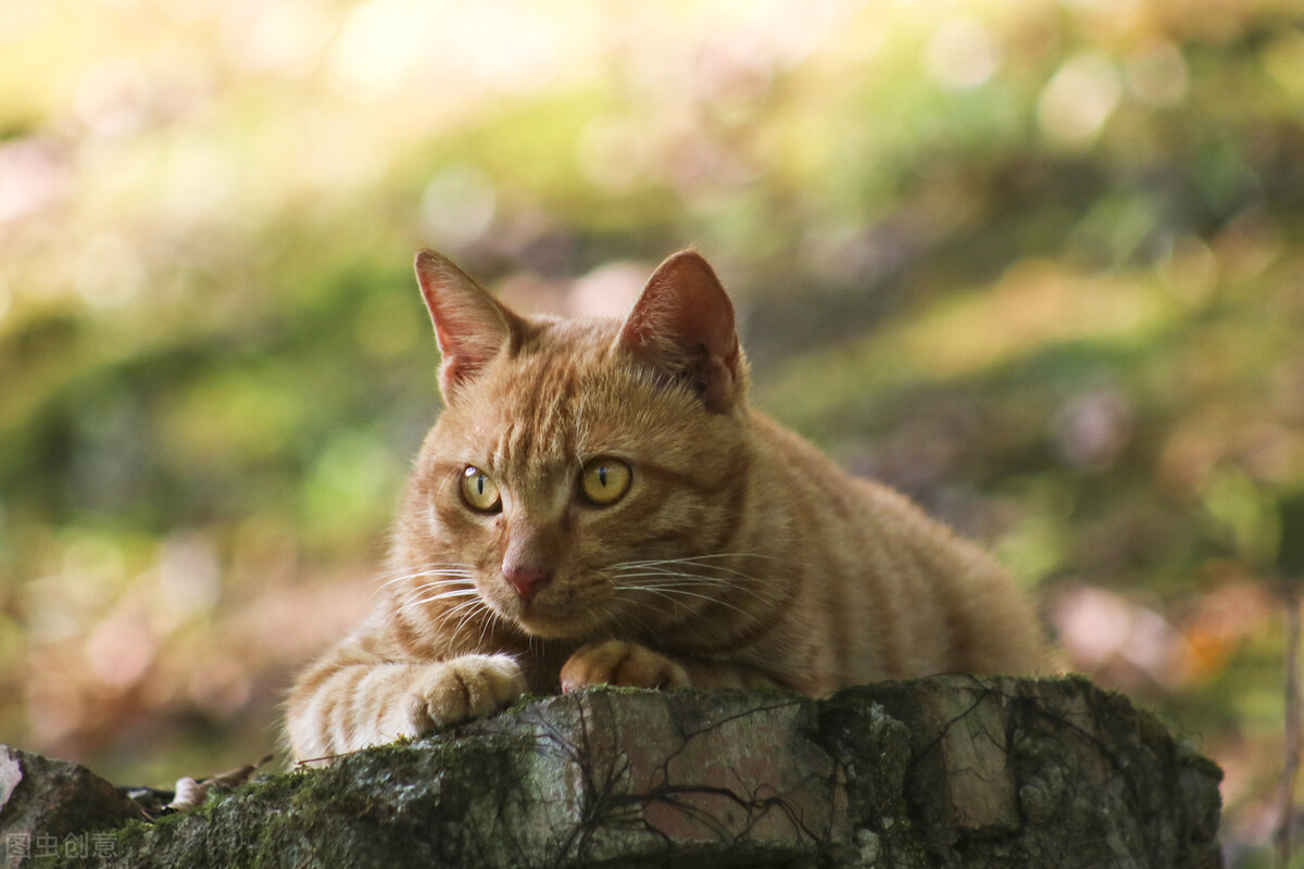 一个月的橘猫怎么喂养,橘猫怎么喂养最好