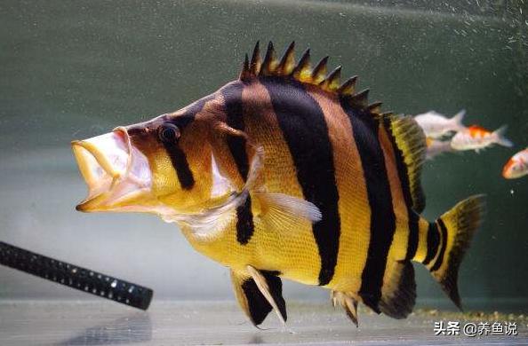 怎么养观赏鱼进食少些不伤鱼,观赏鱼大鱼吃小鱼怎么回事