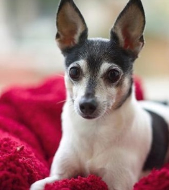 适合老年人养的狗排行榜,适合老人养的狗好养活的品种