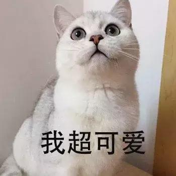 养猫猫推荐英短,新手第1次养猫还是养狗啊