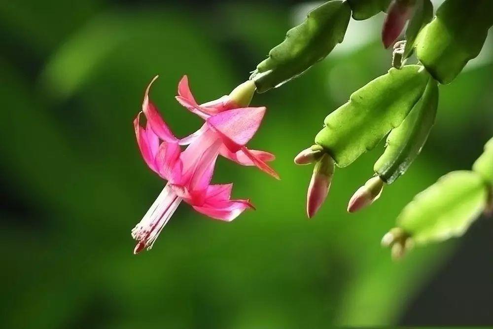 蟹爪兰和螃蟹爪一样吗,蟹爪兰叶子细长