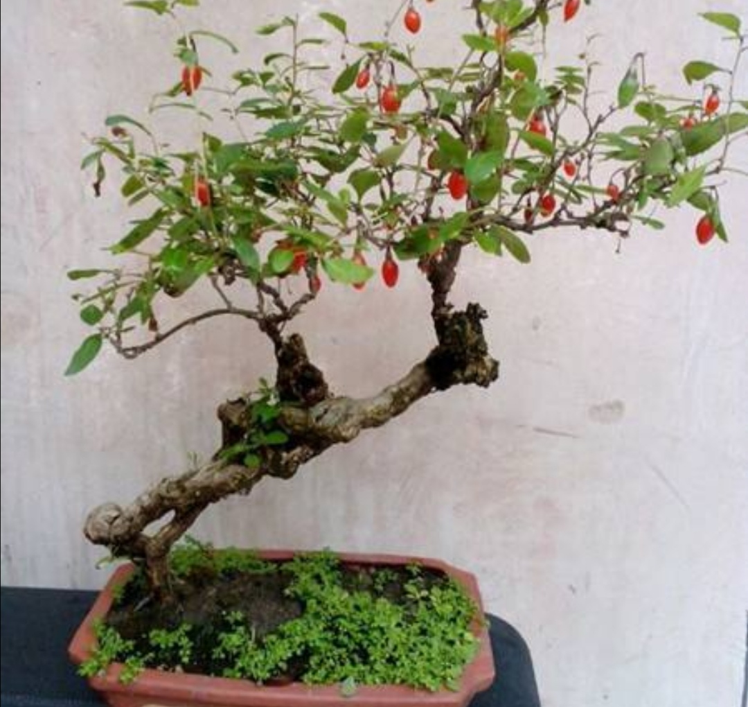 初春挖枸杞老桩怎么上盆,枸杞下山桩直接上盆会如何