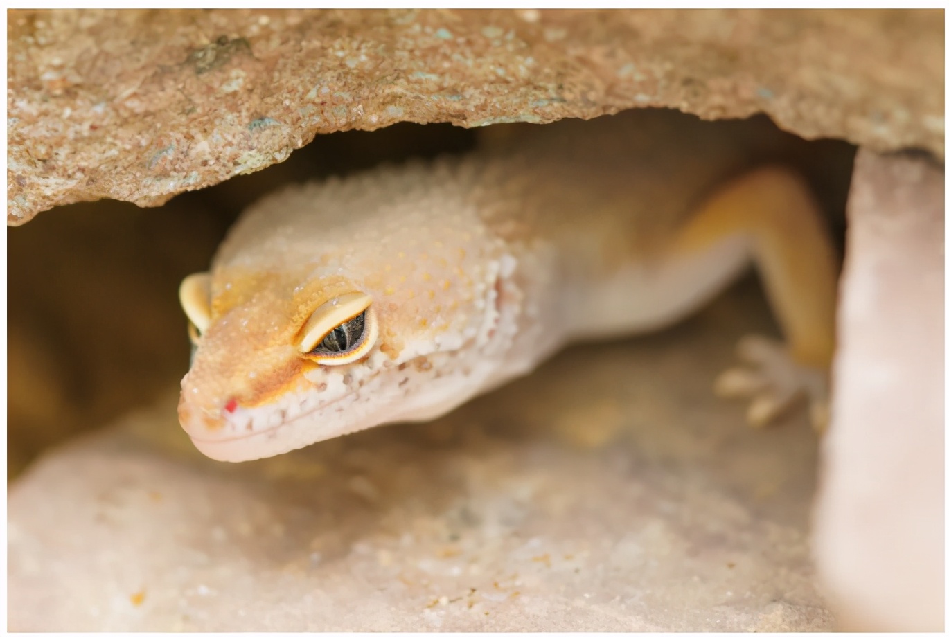 生态缸老水缸,生态缸老死鱼怎么回事