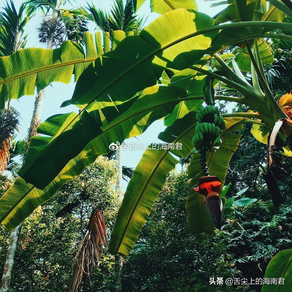 令人流连忘返的美景,令人心旷神怡的地方海南