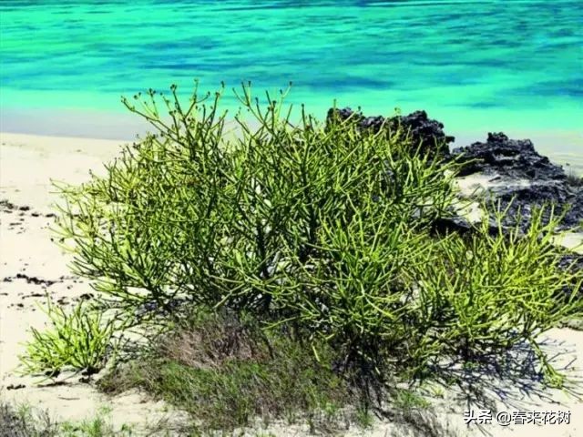 光棍树养殖方法,招财光棍树怎么样扦插