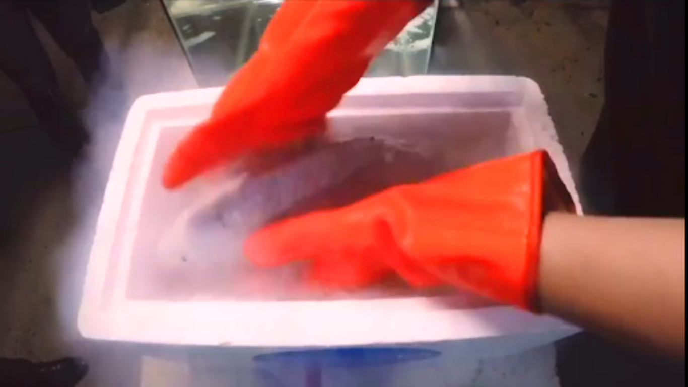 被冻的鱼还能活吗,液氮里冻僵怎么治疗