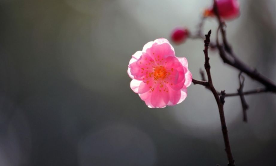 「原创诗词」管恩锋|一缕凉风送佳讯春芽初孕又阳天